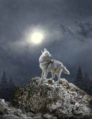 Fototapeta premium Zamieć i wilk śpiewają pieśń do księżyca