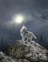 Crédence de cuisine en verre imprimé Loup Un blizzard et un loup chantent une chanson à la lune