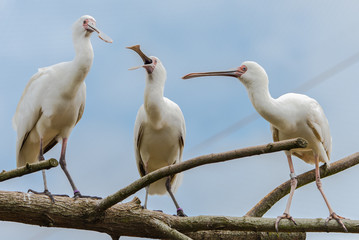Eurasian spoonbill, white birds
