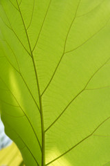 Naklejka na ściany i meble Green leaf with veins.
