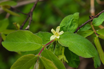 Blooming blue honeysuckle flowers on branch with bokeh background macro, selective focus, shallow DOF