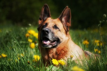 Deutscher Schäferhund 