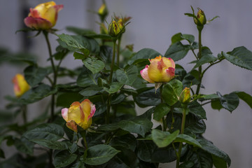 Flower and Roses in the Sprint