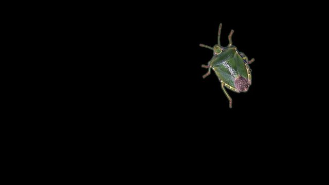 Green stink bug in front of black background