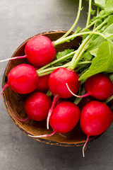 Radish fresh, on the gray background.