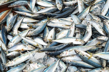 Fresh Mackeral Fish in Fisher Market