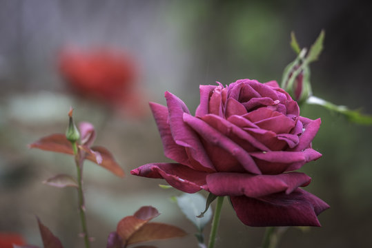 Flower and Roses in the Sprint
