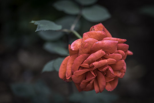 Flower and Roses in the Sprint