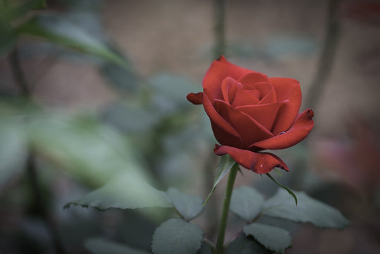Flower and Roses in the Sprint
