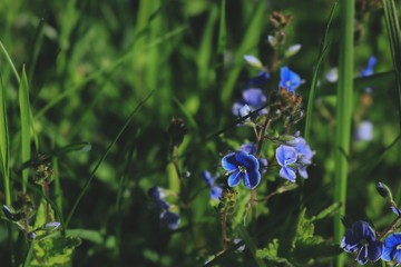 Blue flowers. Nature