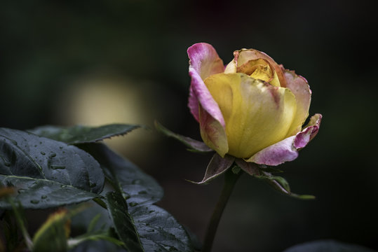 Flower and Roses in the Sprint