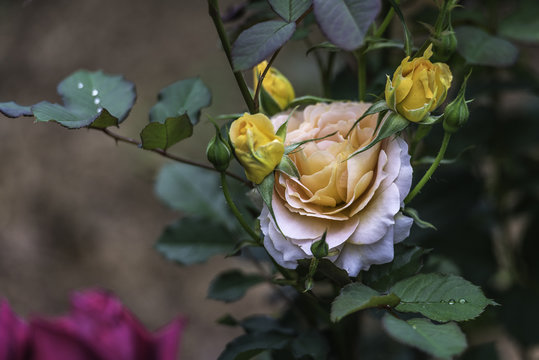 Flower and Roses in the Sprint