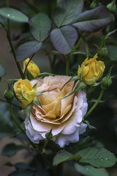 Flower and Roses in the Sprint