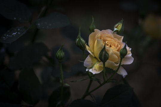 Flower and Roses in the Sprint