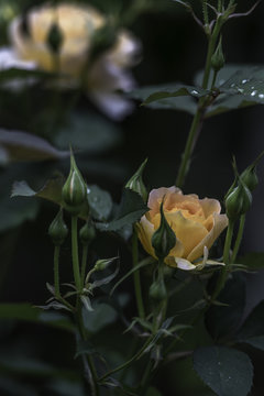 Flower and Roses in the Sprint