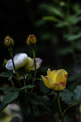 Flower and Roses in the Sprint