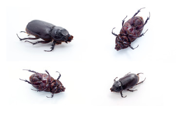 set coconut rhinoceros beetle isolated on white background