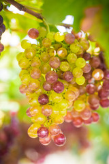Vineyards fruit at farm for harvest.