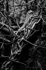 iguana - green iguana - black and white animals portraits