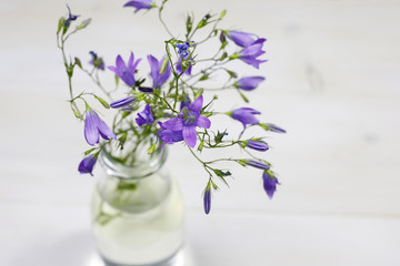 Bouquet of summer fresh flowers (campanula) in glass vase on white background