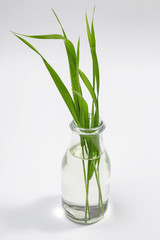 blade of grass in glass vase on white background