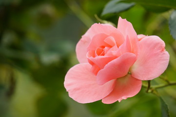 Obraz premium バラ