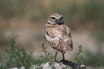 Burrowing owl hunting at Southern California field