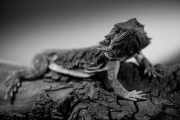 pogona - eastern bearded dragon - black and white animals portraits