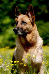 Deutscher Schäferhund 