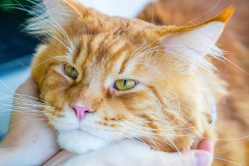 Young Woman holds in Her Arms Maine Coon Cat Face, Close-up View