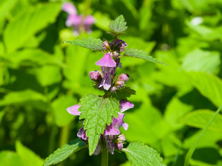 Flowers of blooming Red or Purple Dead-Nettle, Lamium Purpureum, with leaves on bokeh background, macro, selective focus, shallow DOF