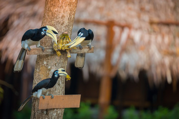 Amazing bird eating feeded banana. Yellow big head bird,Oriental pied Hornbill(anthracoceros albirostris).  .