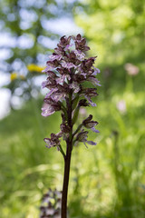 Orchis purpurea, lady orchid in bloom