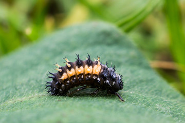 Marienkäfer Larfe