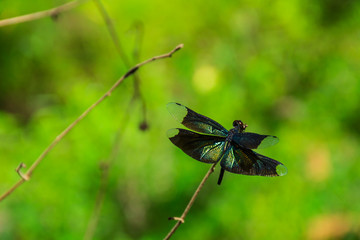 dragonfly