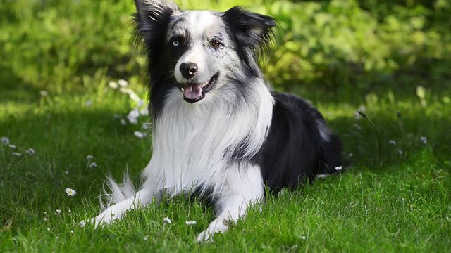 Hund wedelt mit dem Schwanz - Cinemagraph