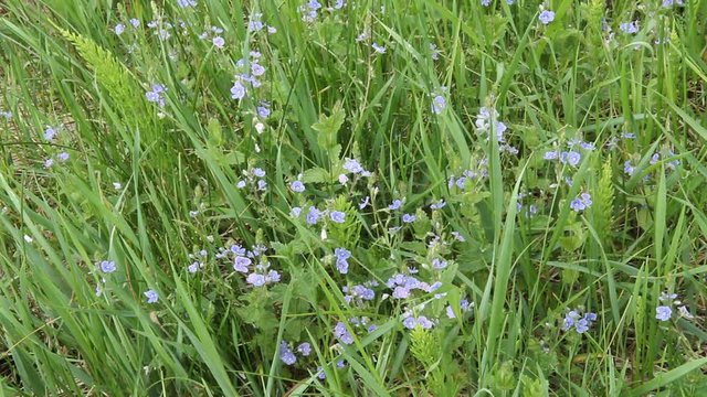 Blossoms Veronica ( Veronica chamaedrys ). Beautiful blue flowers swaying in the wind in the meadow