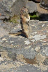 Canadian Rockies Wildlife