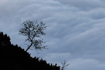 Tree above sea of clouds