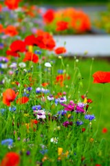 Fototapeta premium Blurry purple and light blue cornflowers and red poppies with selected focus. Meadow in germany. Shallow focus background.