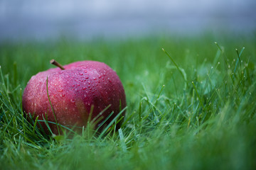 fresh picked red apple with water drops in green grass