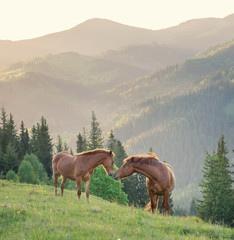 Horses couple on the mountaon field during sunset. Beautiful natural landscape with animals