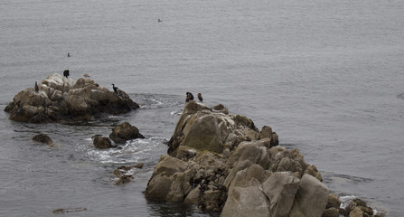 Sea birds standing on a rock