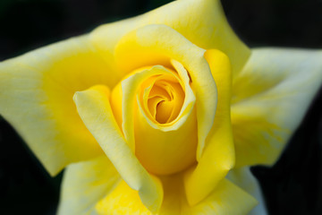 Beautiful macro of a bloom yellow rose on black background