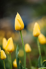 Yellow tulip in the rain