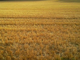 Fototapeta premium Harvest is Over