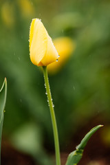 Yellow tulip in the rain