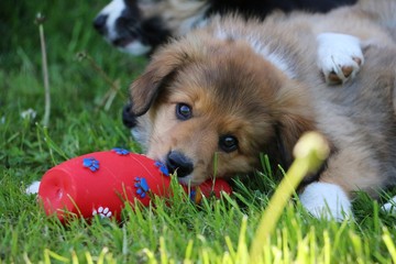 border collie welpe mit spielzeug im garten © Bianca