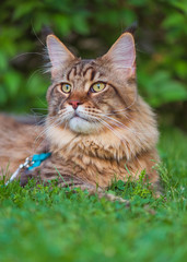 Naklejka na ściany i meble Black tabby Maine Coon cat with leash relaxing on green grass in park. Pets walking outdoor adventure.