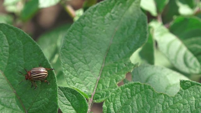 Potato bug feeding on plant leaf in vegetable garden